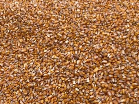 Szemes kukorica eladó