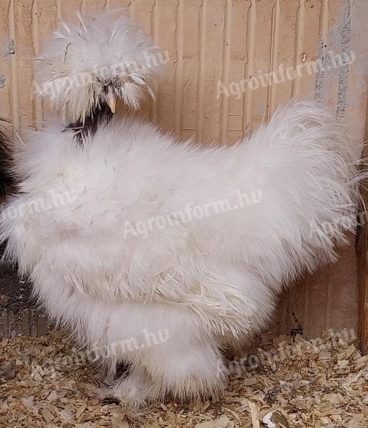 Selyemtyúkok eladók