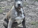 Amstaff, amerikai staffordshire terrier jellegű blue-merle kan