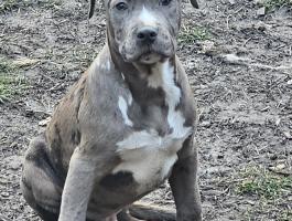 Amstaff, amerikai staffordshire terrier jellegű blue-merle kan