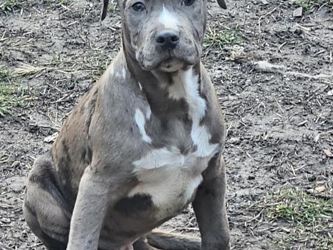 Amstaff, amerikai staffordshire terrier jellegű blue-merle kan