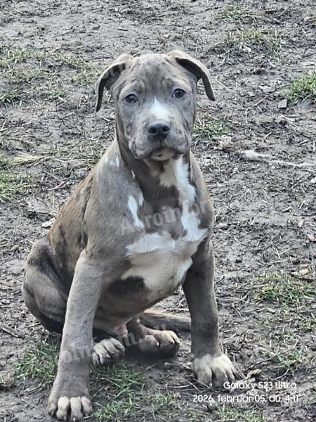 Amstaff, amerikai staffordshire terrier jellegű blue-merle kan