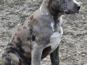 Amstaff, amerikai staffordshire terrier jellegű blue-merle kan
