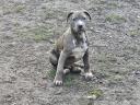 Amstaff, amerikai staffordshire terrier jellegű blue-merle kan