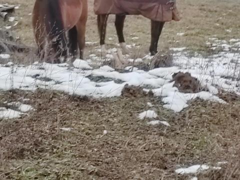 Eladó 21 éves kanca és 4 éves csikója