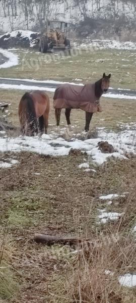 Eladó 21 éves kanca és 4 éves csikója