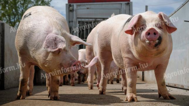 Eladó hízók különböző súlyban