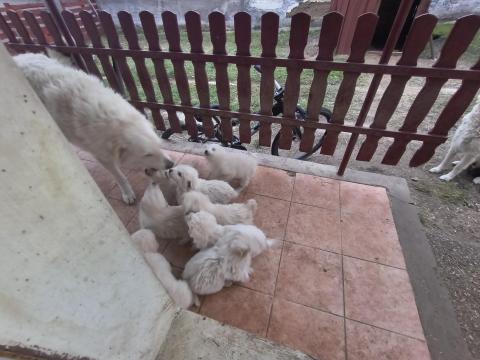 Kuvasz jellegű kiskutyák új gazdájukat keresik