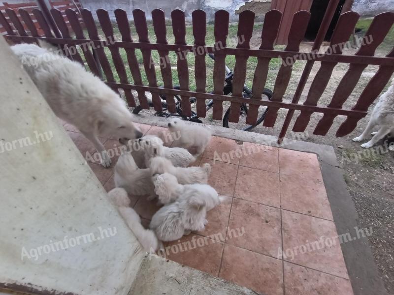 Kuvasz jellegű kiskutyák új gazdájukat keresik