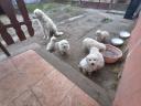 Kuvasz jellegű kiskutyák új gazdájukat keresik