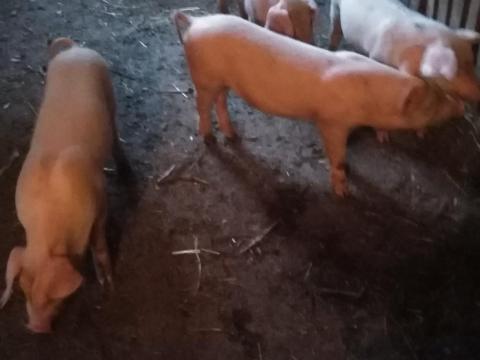 Választási malacok eladók Hajdúszoboszlón