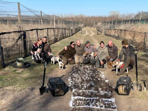 Patkányirtás vadászgörénnyel és kutyákkal – országos kiszállás, professzionális kártevőirtó cég