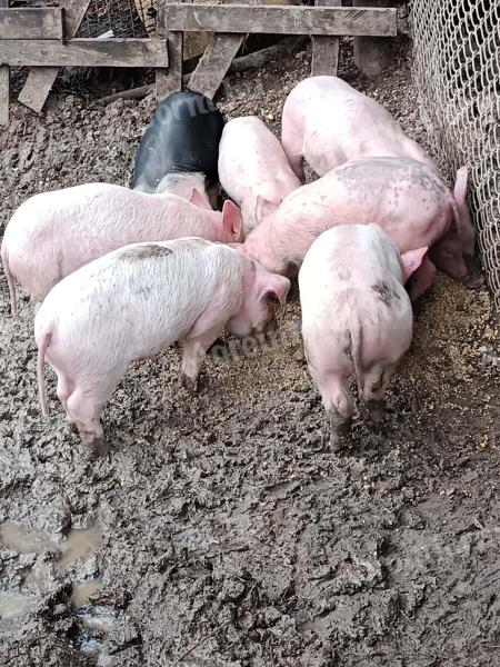 Magyar Lapály malacok eladók