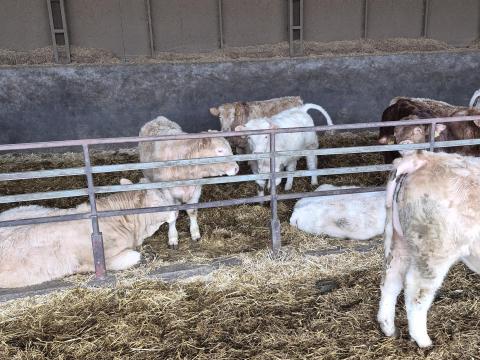 Húshasznú borjukat vásárolnék