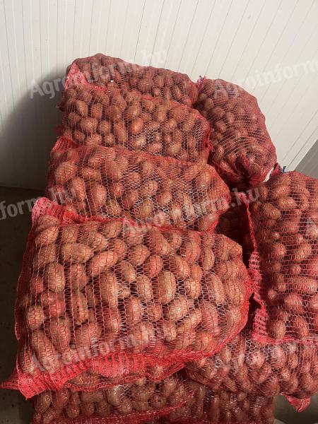 UT-2-es Esmee vetőburgonya eladó