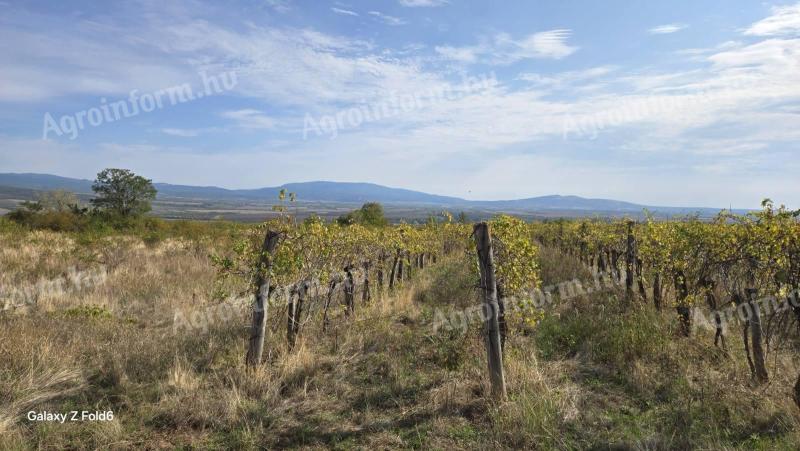 Eladó szőlőterületek Gyöngyöspatán