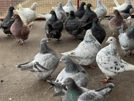 Texán galambok eladók