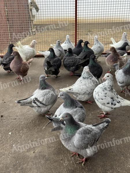 Texán galambok eladók