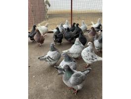 Texán galambok eladók