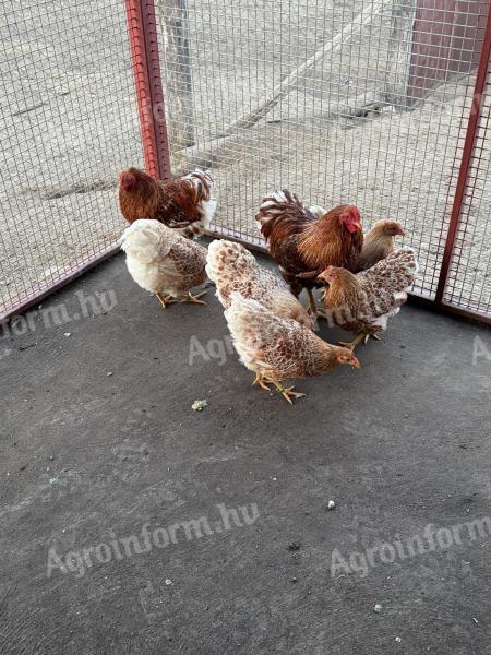 Törpe wyandotte fiatalok eladók