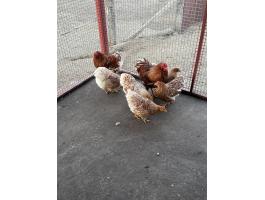 Törpe wyandotte fiatalok eladók