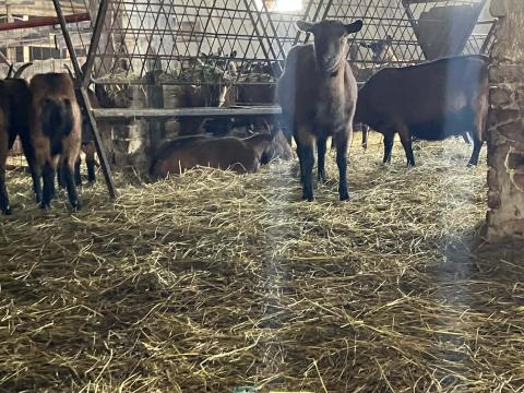 Alpesi fejős kecskék eladók