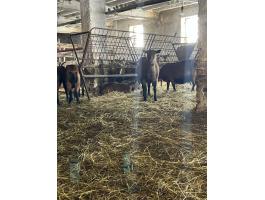 Alpesi fejős kecskék eladók