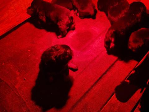 Rottweiler kölyök kutya