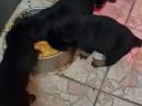 Rottweiler kölyök kutya