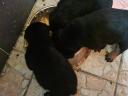 Rottweiler kölyök kutya