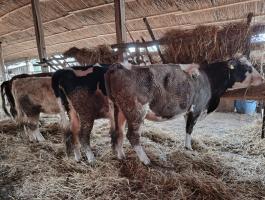 Eladó szarvasmarhák