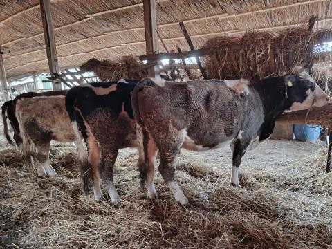 Eladó szarvasmarhák