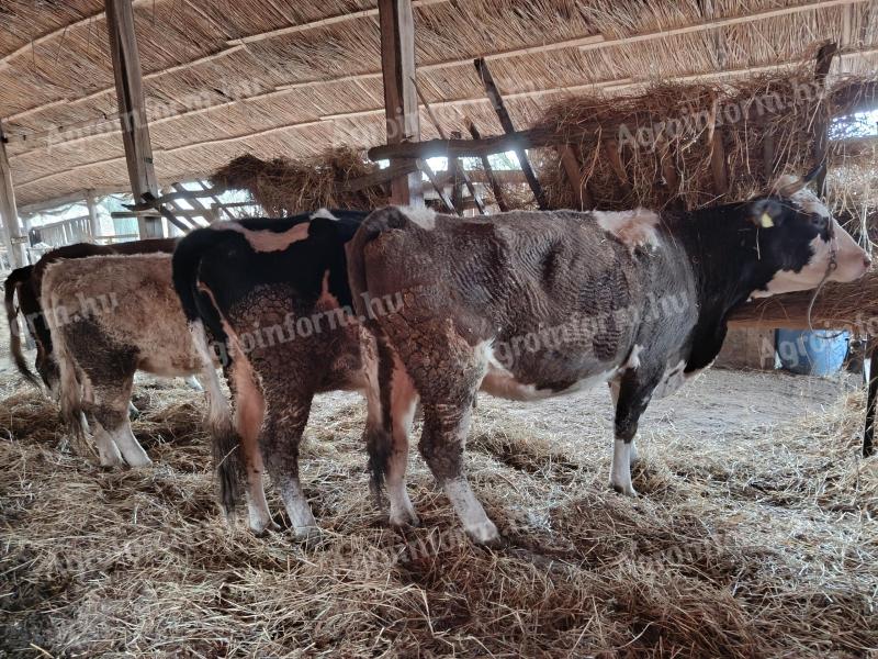 Eladó szarvasmarhák