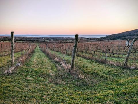 Bérbeadó bekerített szőlőültetvény Dörgicsén – 3 ha