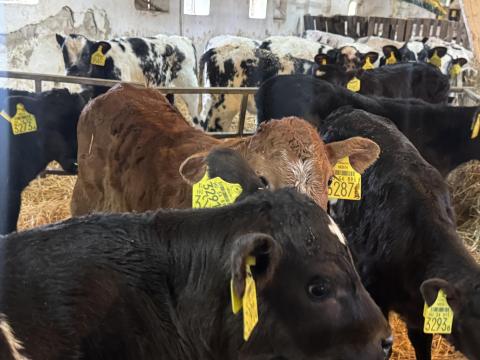 56db Hushasznu borju