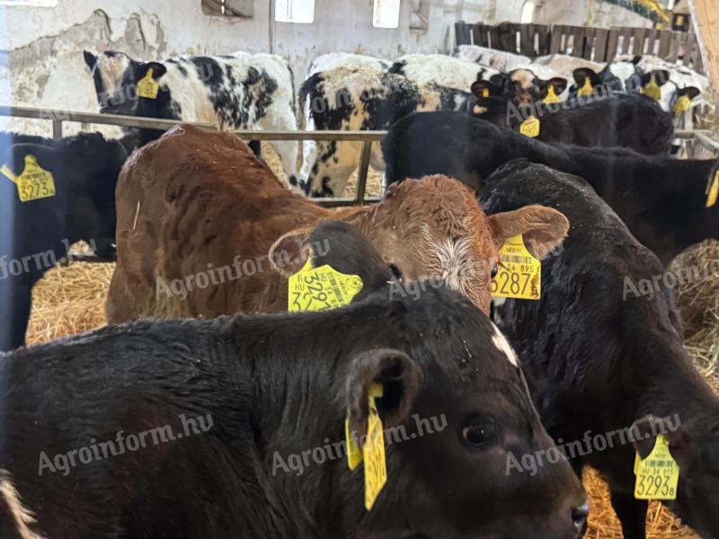 56db Hushasznu borju