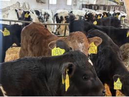 56db Hushasznu borju