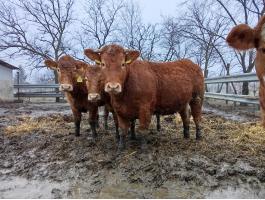 6 db 550kg-os limuzin üsző eladó