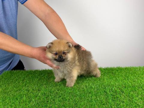 Törzskönyves Pomerániai törpespitz kiskutya