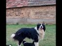 Border Collie kölykök eladók
