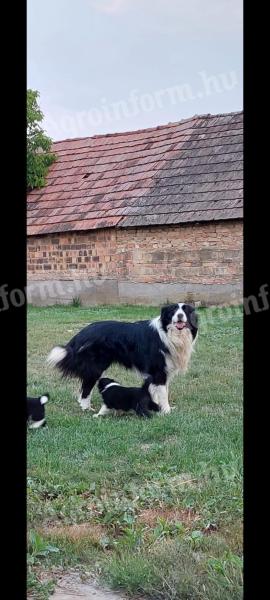 Border Collie kölykök eladók