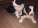 Border Collie kölykök eladók