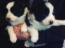 Border Collie kölykök eladók