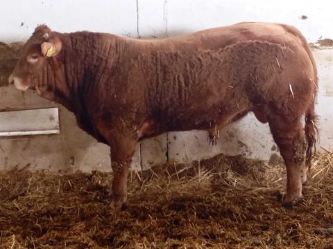 Limousin tenyészbika!