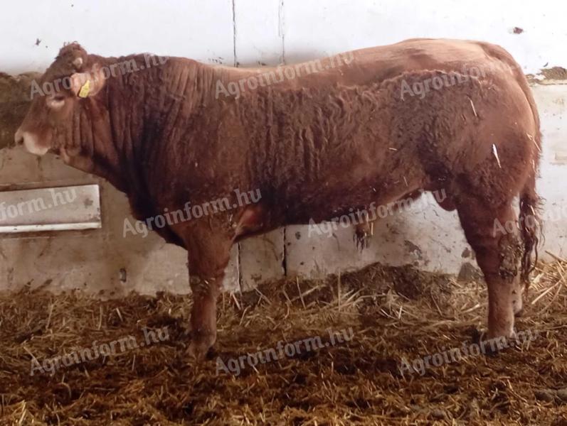 Limousin tenyészbika!