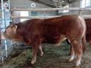 Limousin tenyészbika!