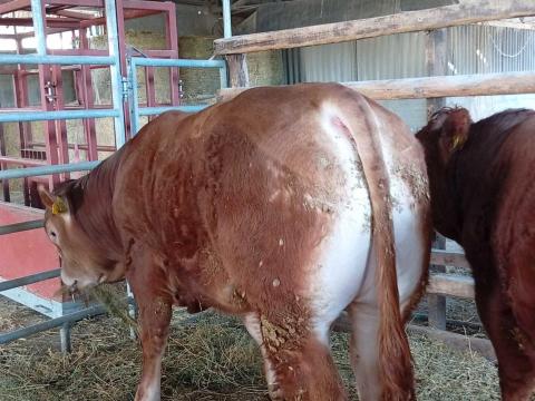 Limousin tenyészbikák eladók!