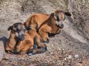 Decemberi születésű kameruni juhok eladók, mindkettő kos