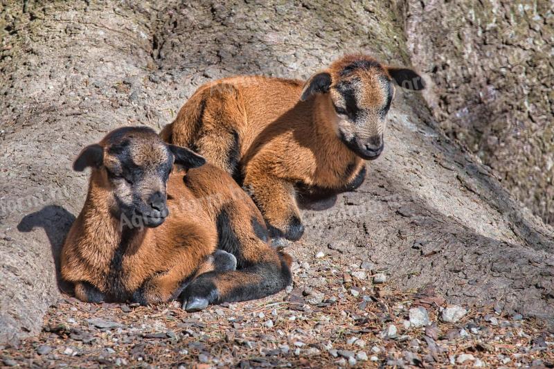 Decemberi születésű kameruni juhok eladók, mindkettő kos