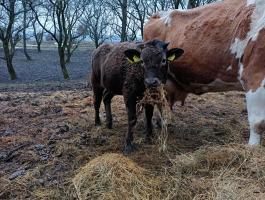 Eladó magyartarka–kárpáti borzderes keverék üsző